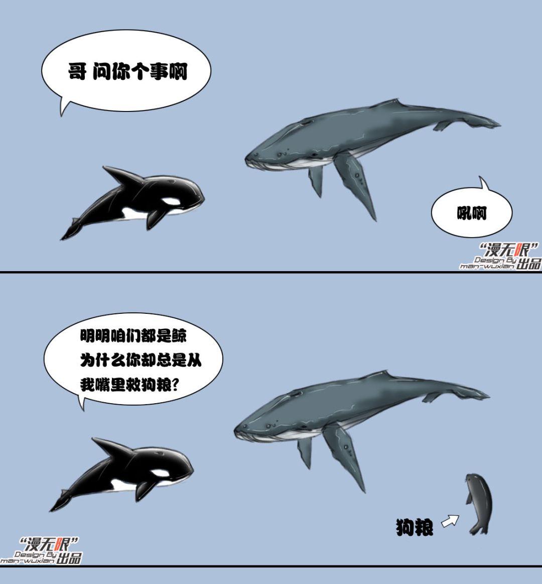 趣味漫画:虎鲸和座头鲸的恩怨纠葛
