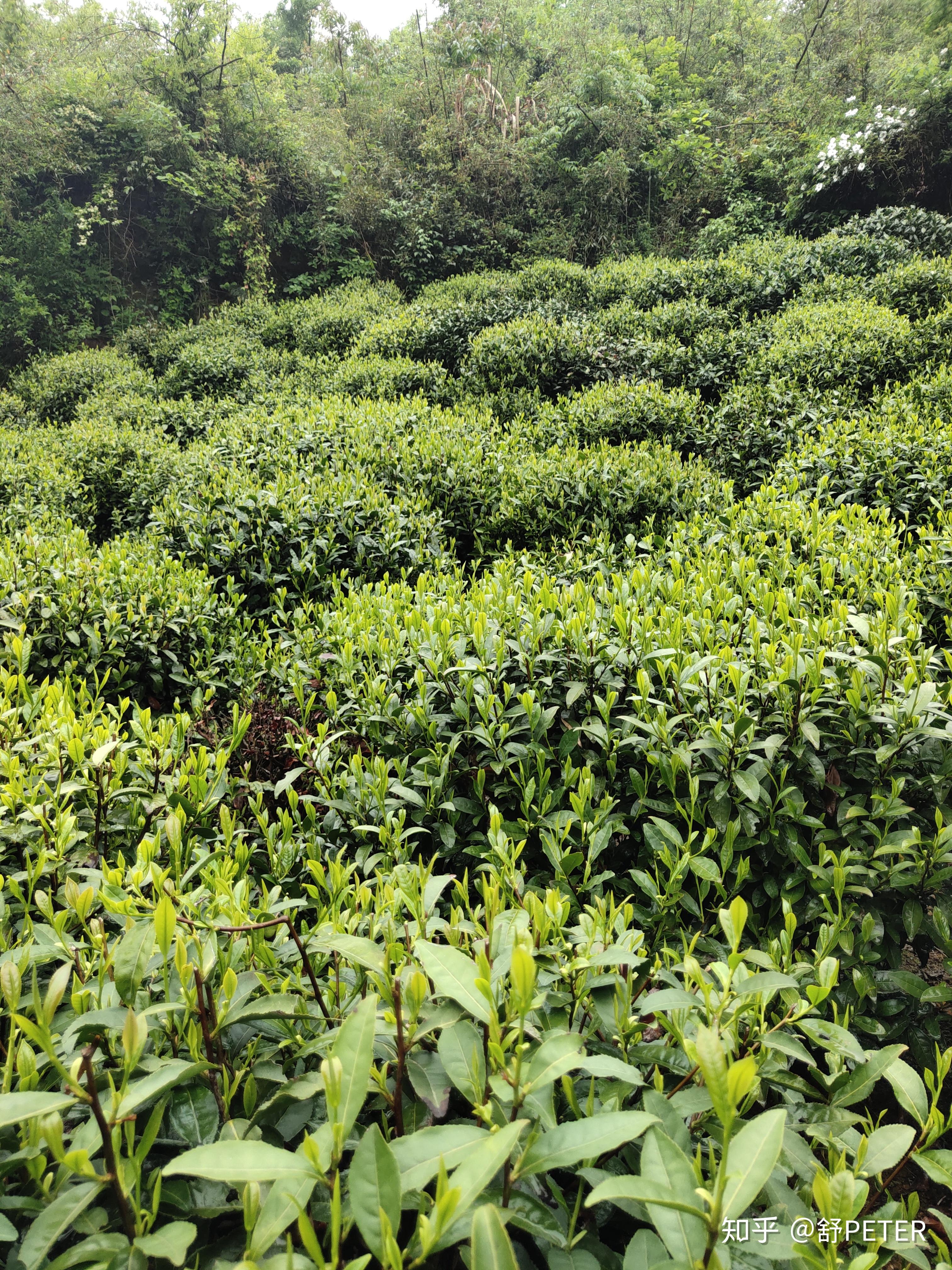 4月21日回老家六安瓜片核心原产地金寨响洪甸