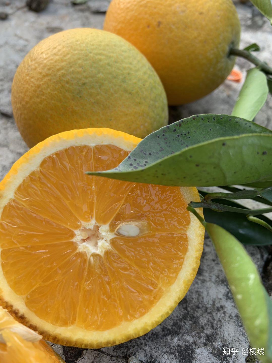 秭归夏橙 - 知乎