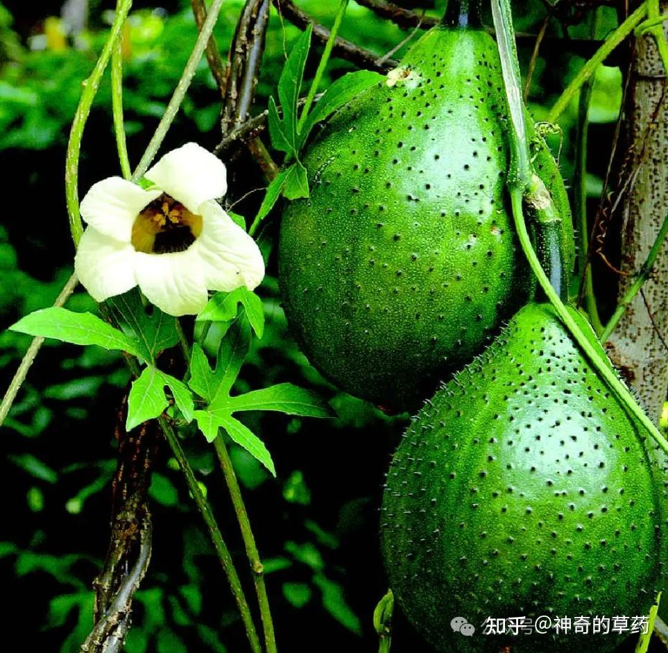 中药材:木鳖子