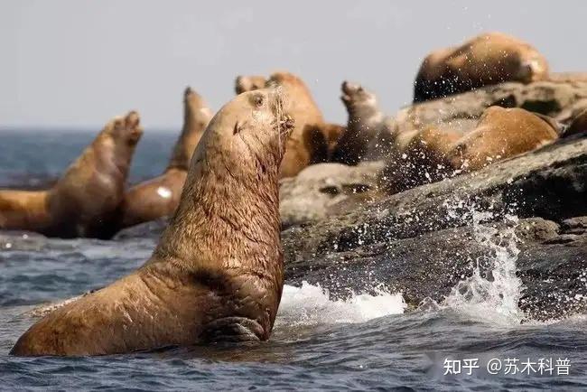 海象海狮们为什么那么胖而且整天晒太阳,它们获取食物很容易吗? - 知乎