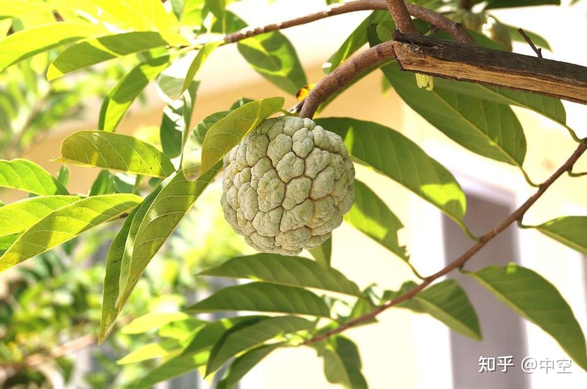 果星来客:释迦果的8种健康益处 - 知乎