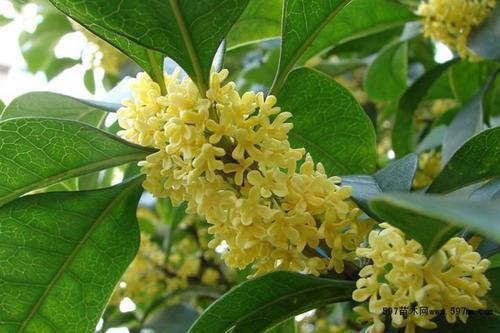 八月桂的扦插种植技术及养护管理方法 知乎