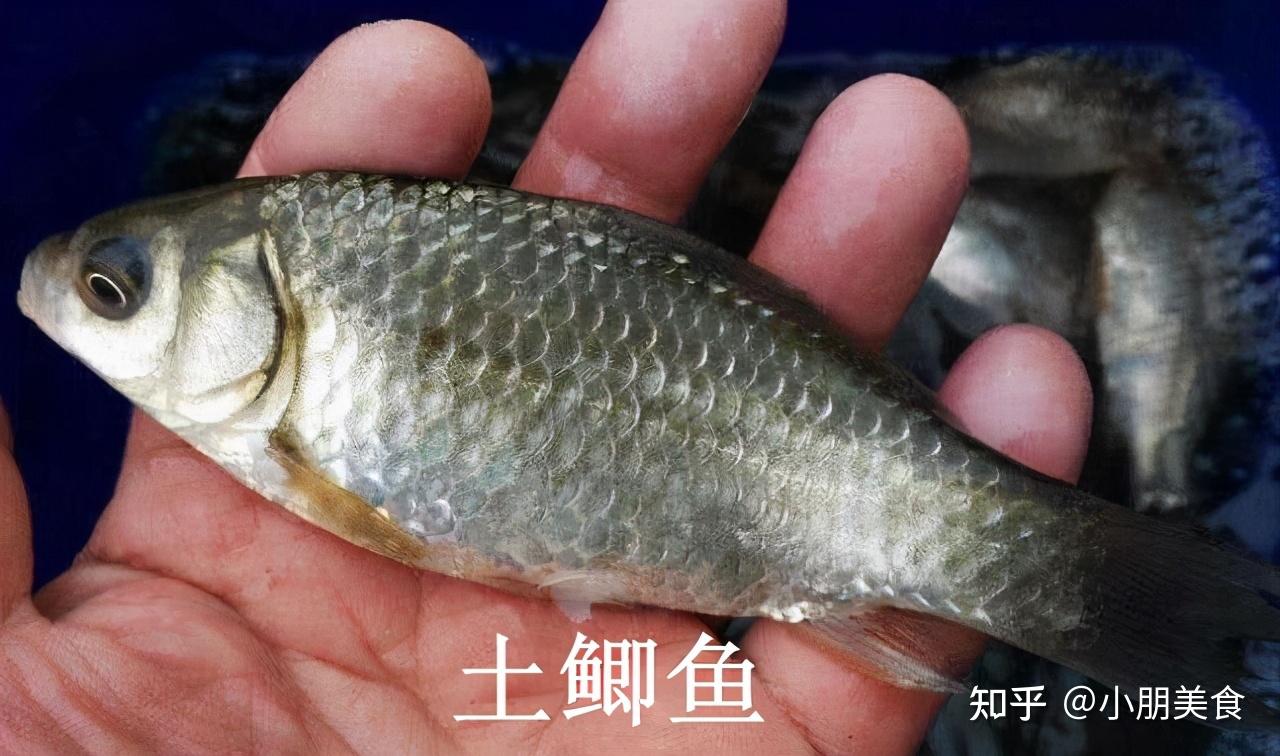 千岛湖鲫鱼和普通鲫鱼图片
