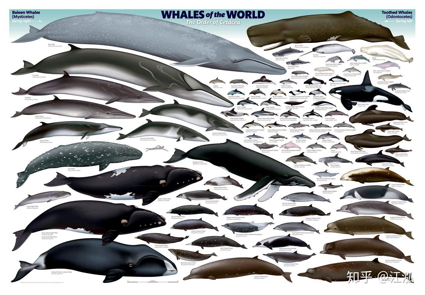 鲸鱼的起源和进化：作为哺乳动物，鲸鱼从哪来？为啥与河马是亲戚_生物_祖先_陆地