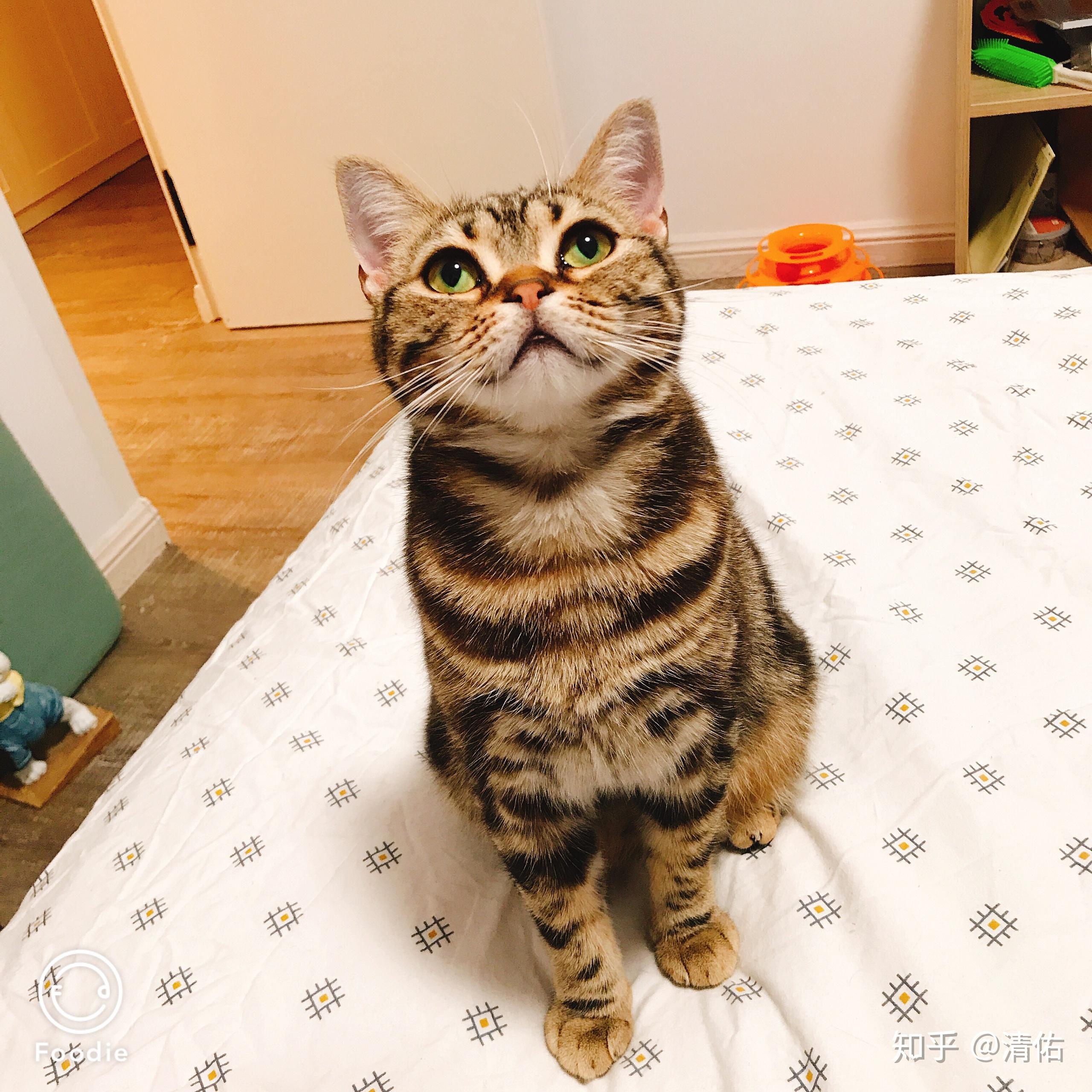 美短棕虎斑像狸花吗?