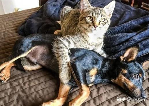 狗狗救出汽车底下流浪猫，并经常偷溜来找它，温馨举动打动人 - 知乎