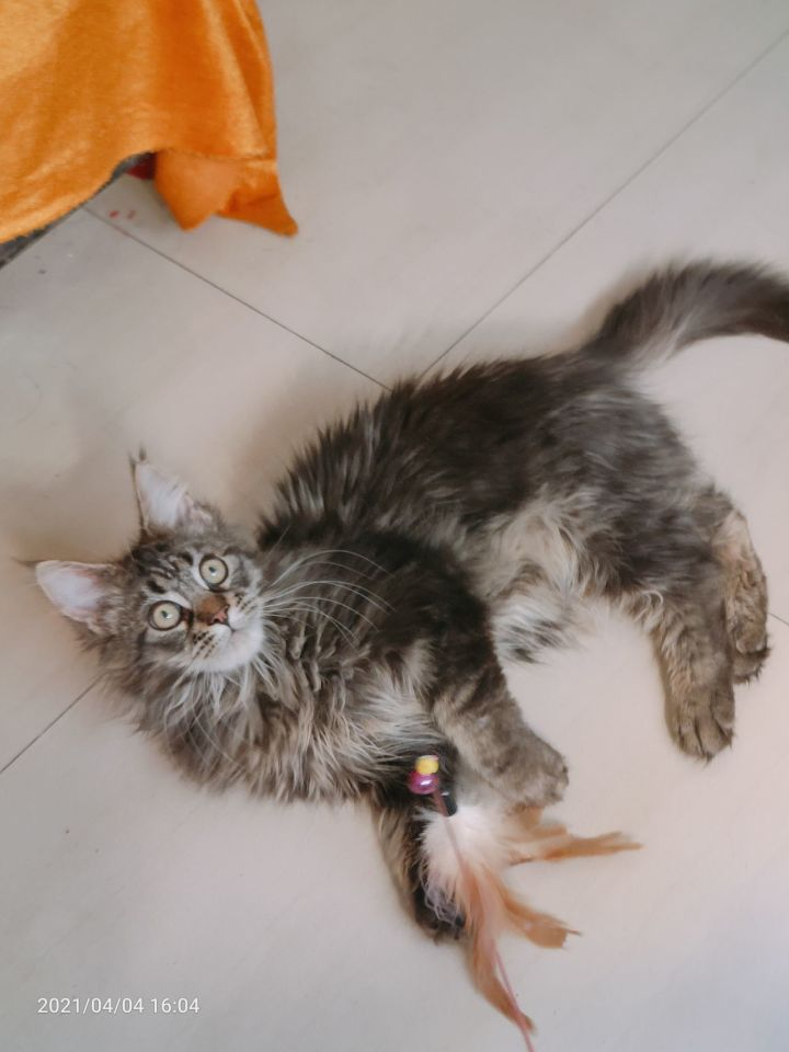 我想问一下我刚买的这只缅因猫3个半月大是串串嘛