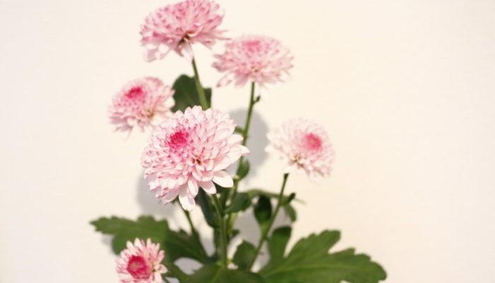 11月上旬诞生花 知乎 11月上旬诞生花 知乎