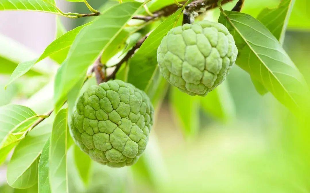 Sugar Apple