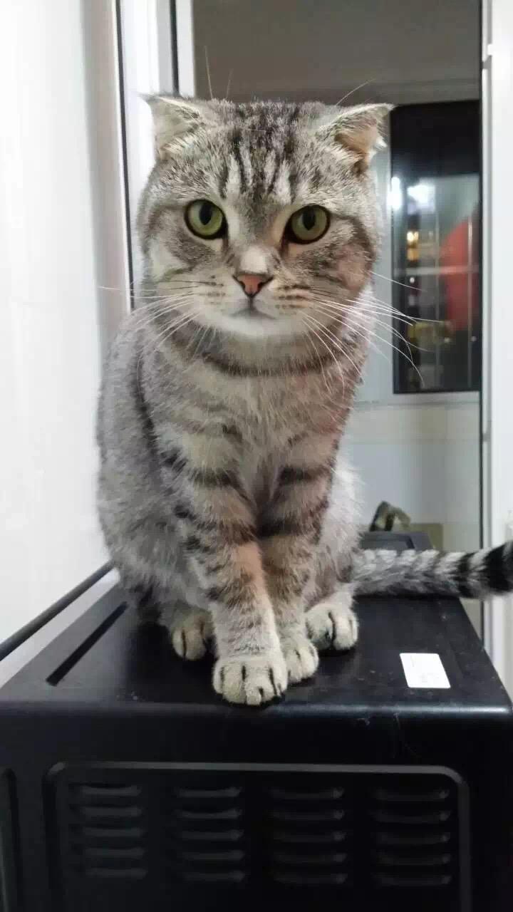 短毛猫生出来的小猫为什么有长毛猫?