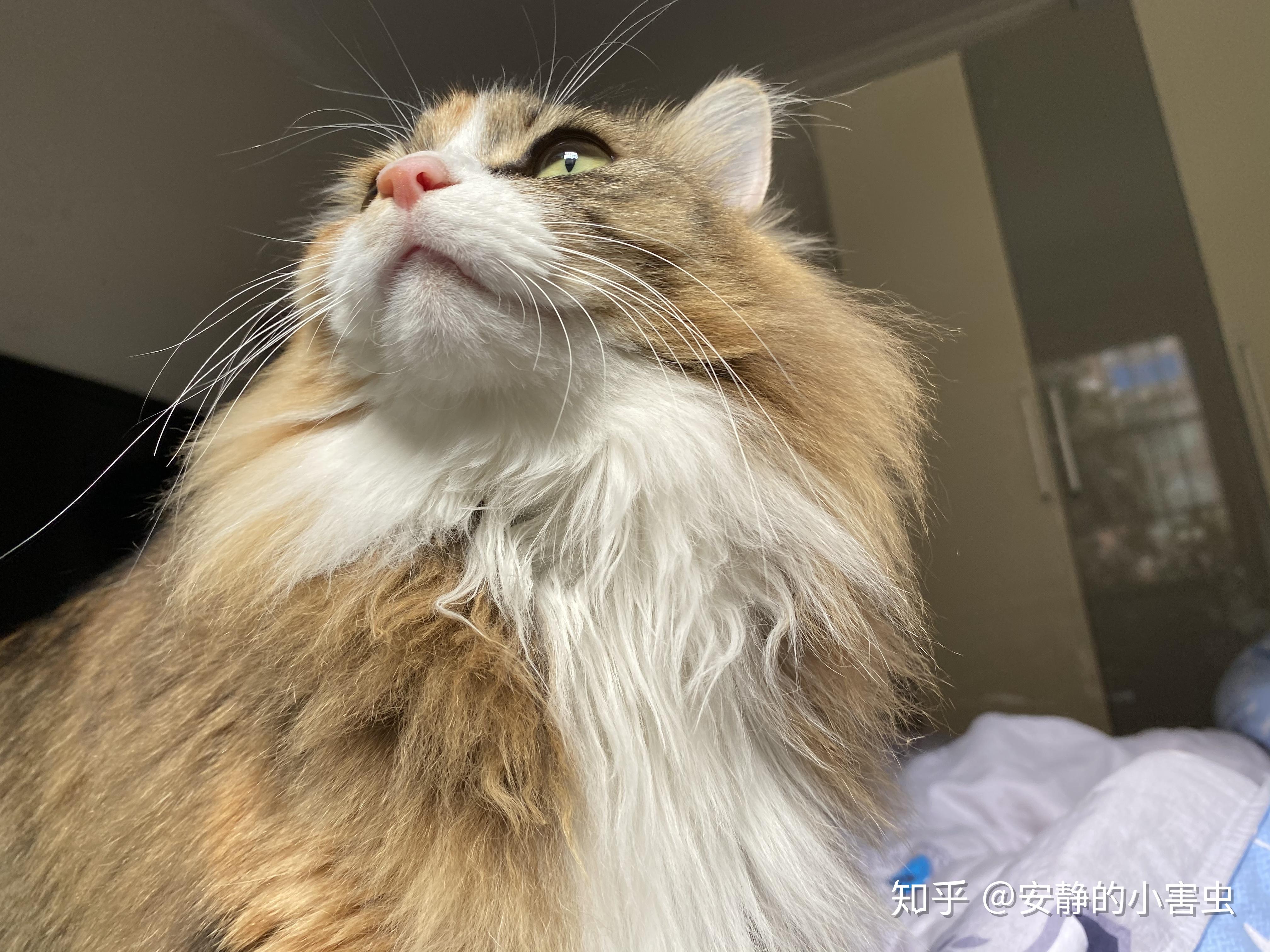 土猫田园猫真的没品种猫好看吗