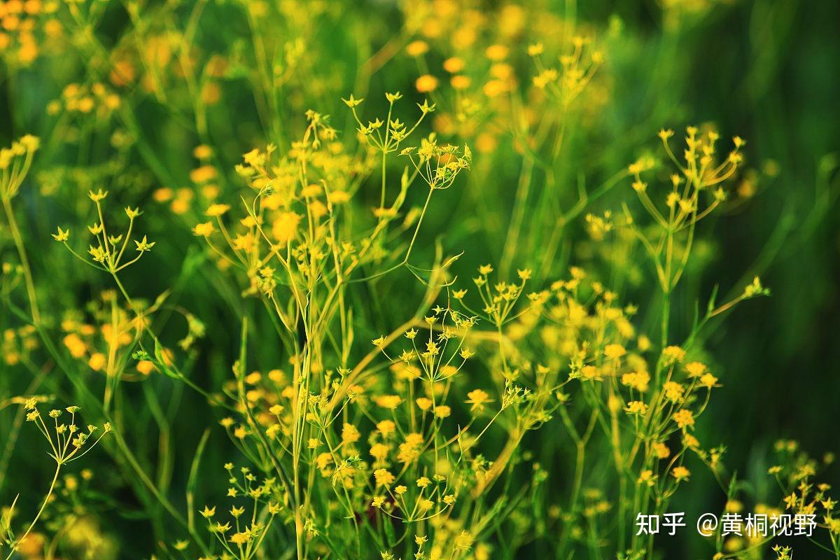 柴胡种植,10亩就能年收益63000元,是真的吗? - 知乎