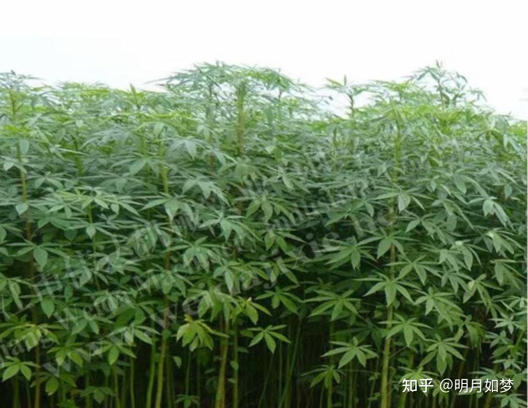 如梦童年（2）——斩敌记 - 知乎