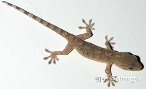 汉字正本清源 人 知乎
