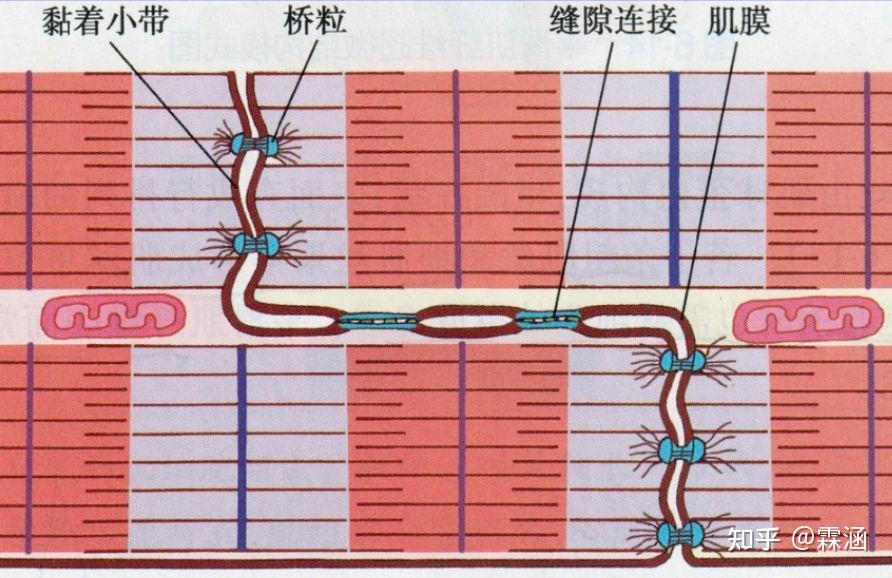组胚学习笔记:肌组织 - 知乎