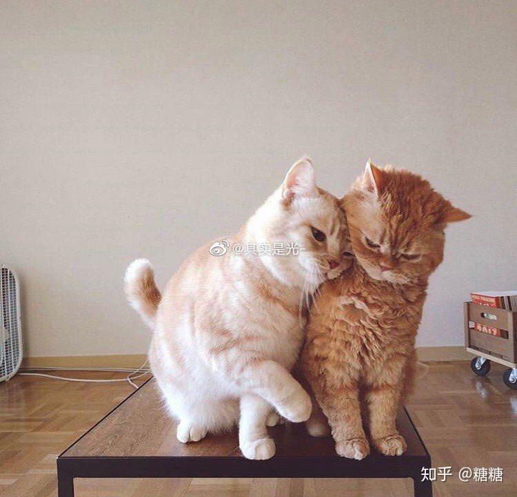 性格内向的男生怎么追女生?