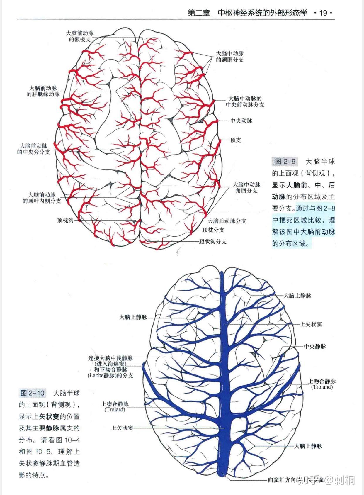 额极动脉图片