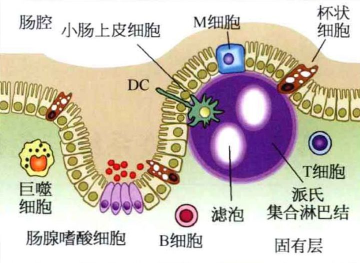 原来我们的肠道其实有很多免疫细胞和肠道菌群,它们共同维护肠道微