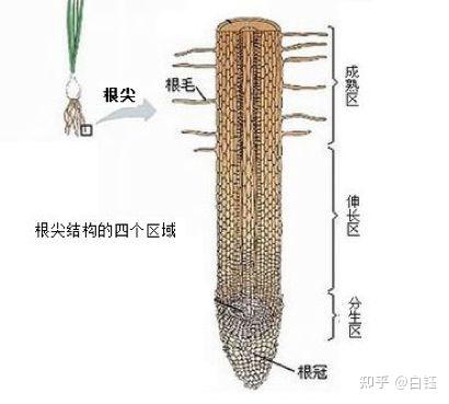 初中生物知识点汇总--7年级~9年级 - 知乎