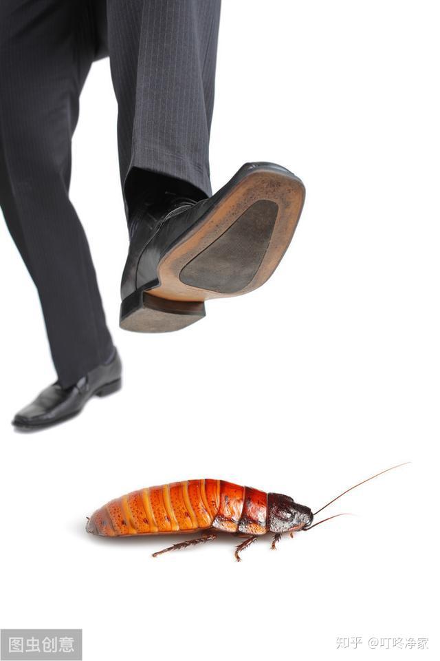 蟑螂的习性及危害