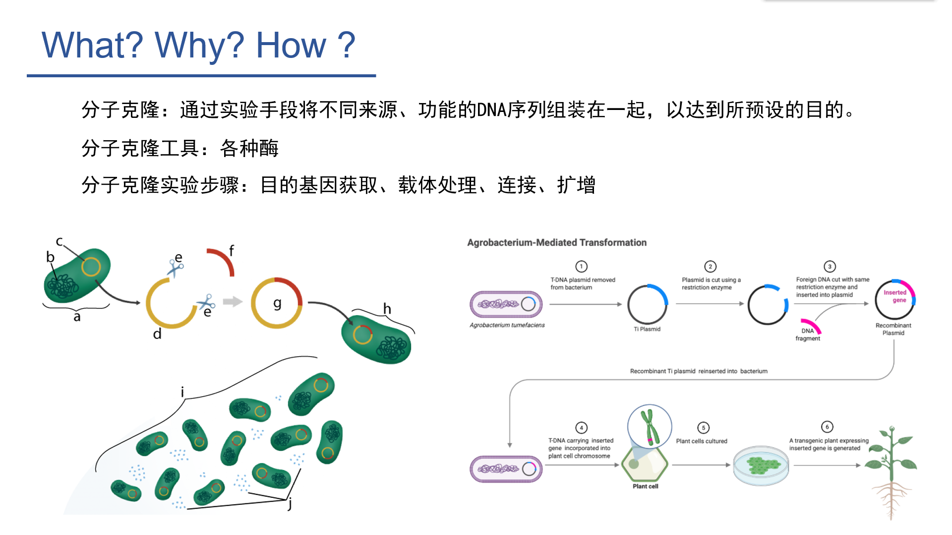 分子克隆原理與案例一