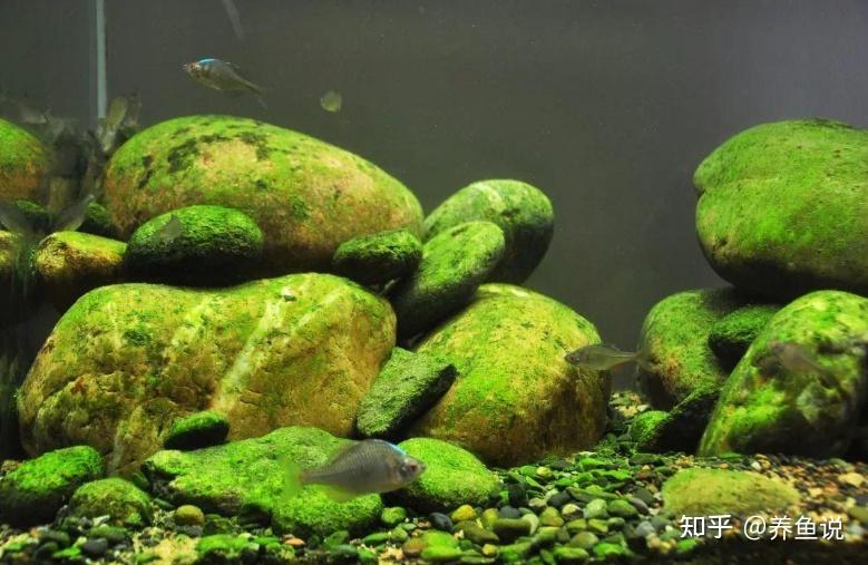 原生缸并不像水草缸那样具象化,水草缸可以直接放我们喜欢的水草,只需