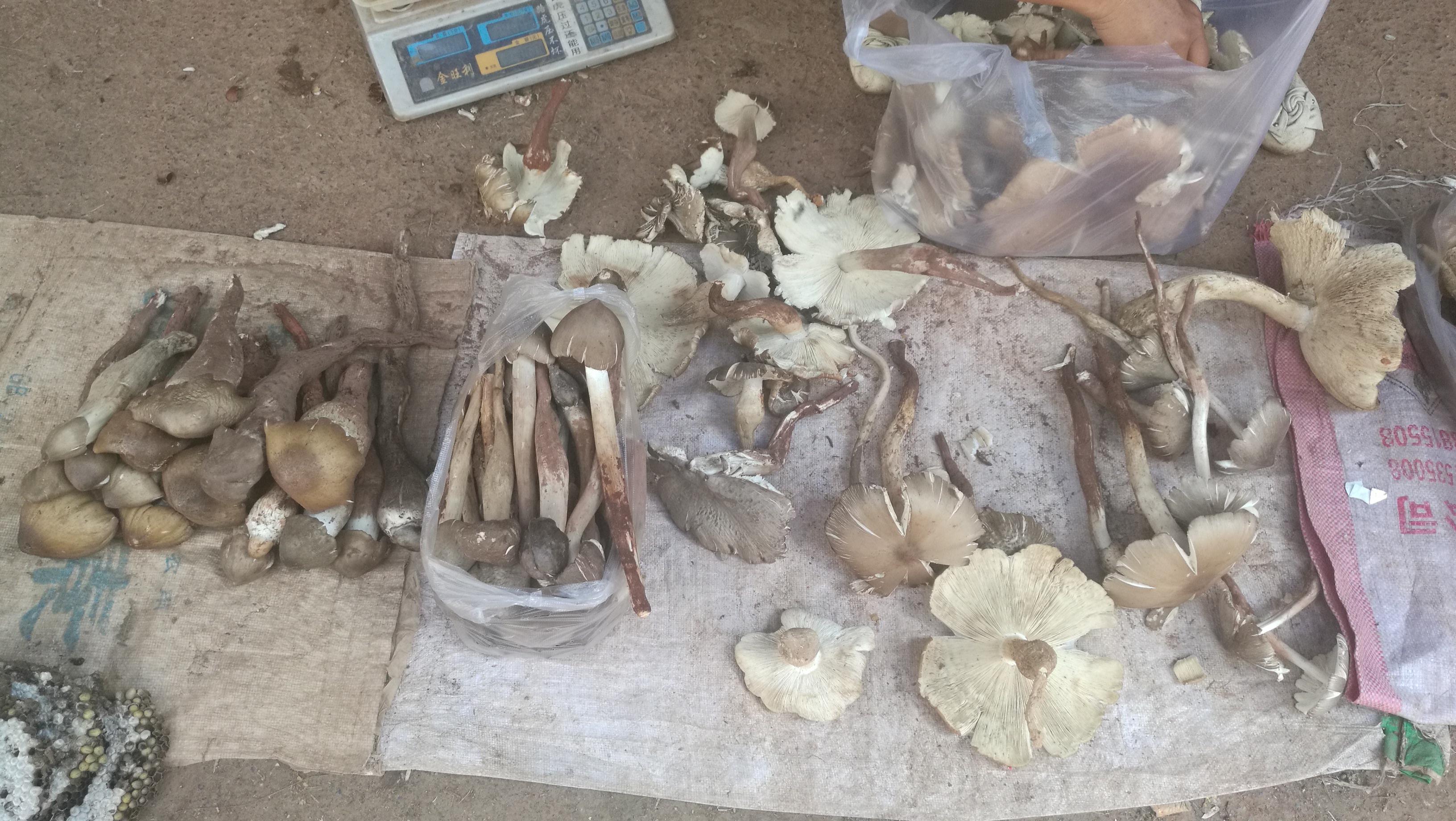 吃菌子季节到了求科普下云南人常吃的野生菌品种