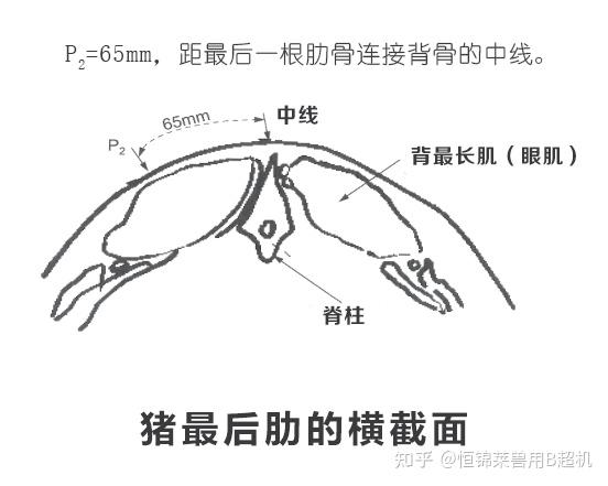 B超测猪背膘眼肌准确性 - 知乎