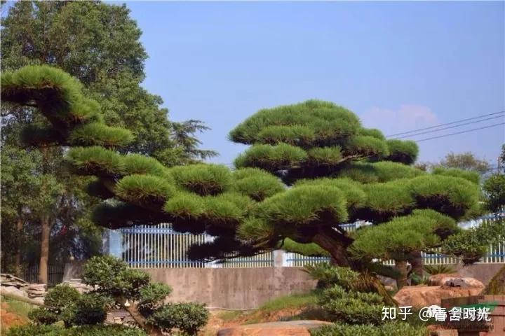 观赏价值:黑松盆景对环境适应能力强,庭院,阳台均可培养形态特征:乔木
