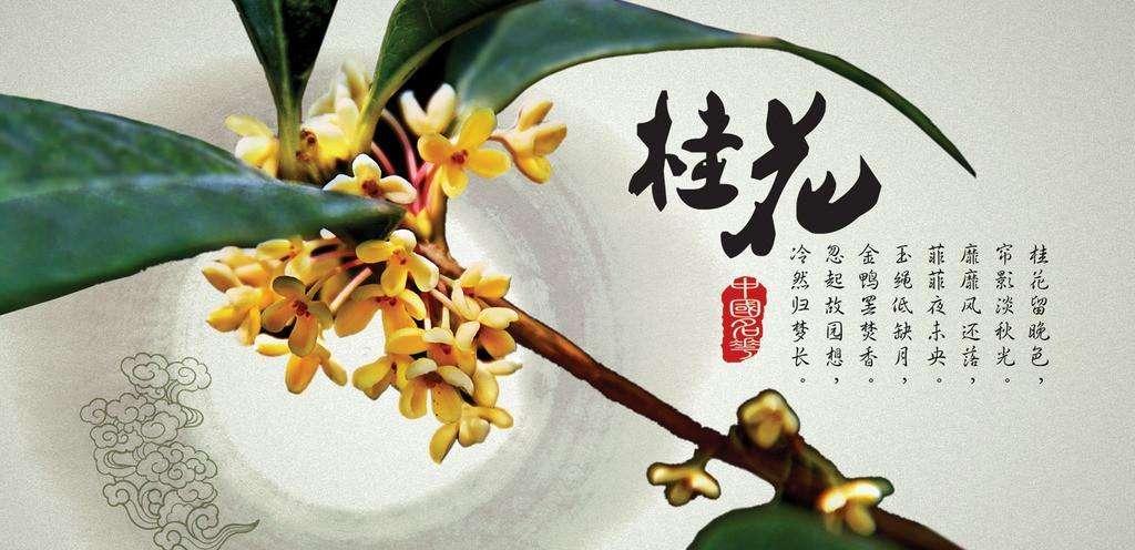 桂枝与桂花是否有血缘关系呢? - 知乎