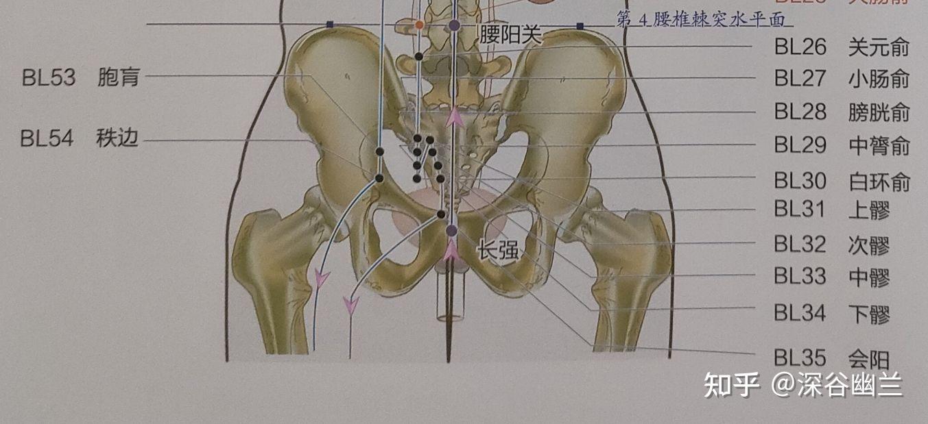 361个腧穴精准位置(152～160)