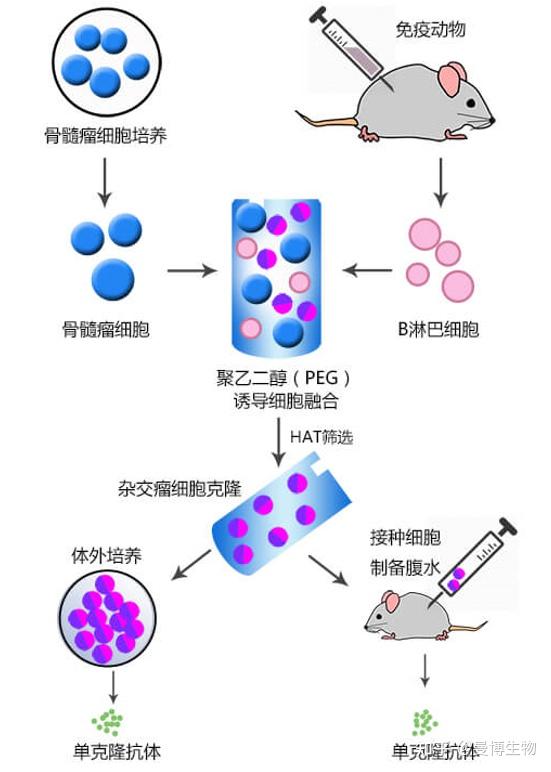 抗体基础知识(一):抗体及系列免疫检测技术全解析 - 知乎