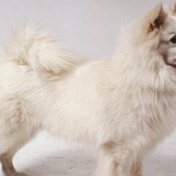 巨型德国尖嘴犬