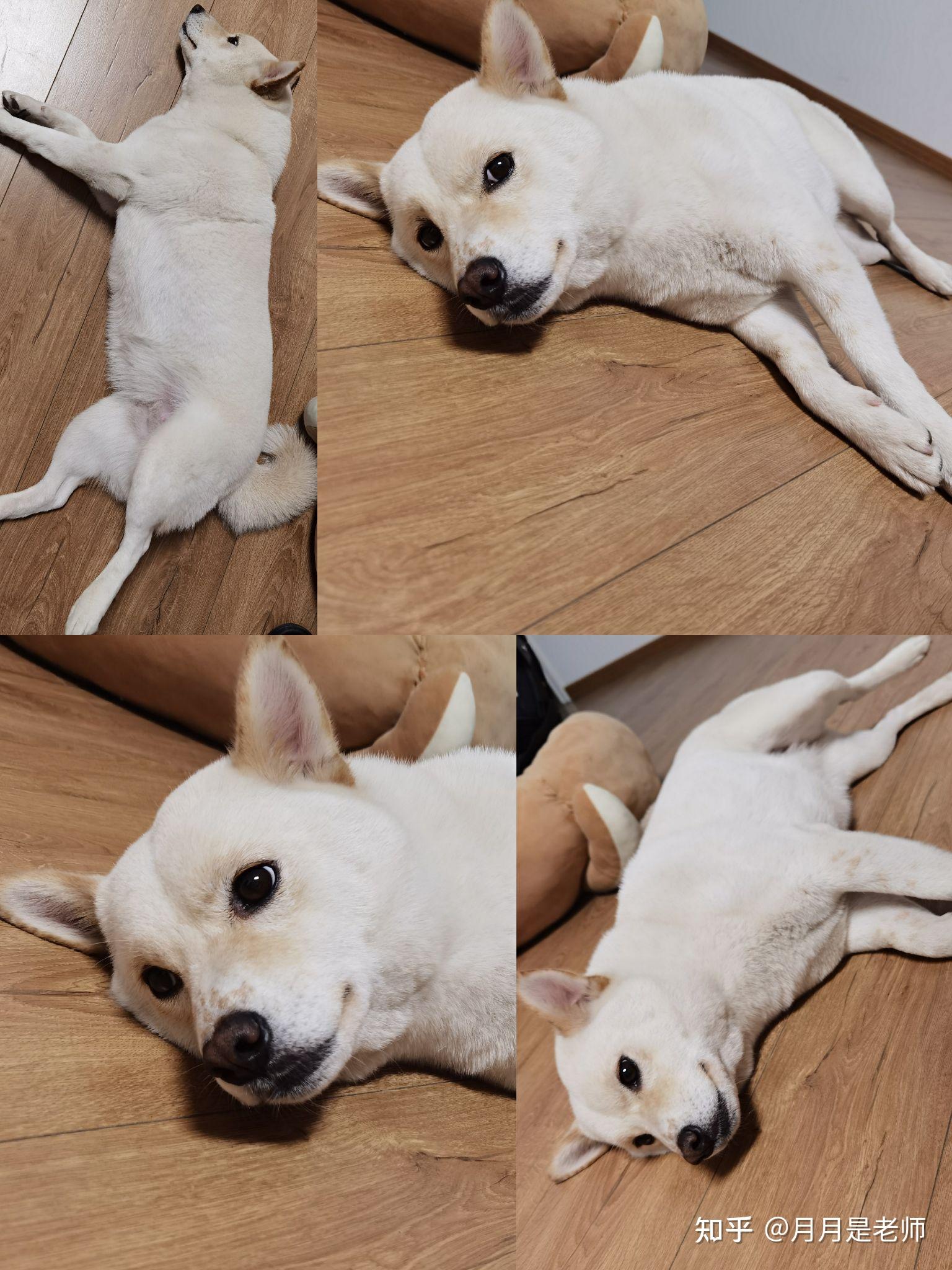 有没有养白色柴犬的大神,能不能分享一下感受和图片?