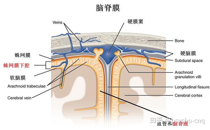 神经系统结构 - 知乎