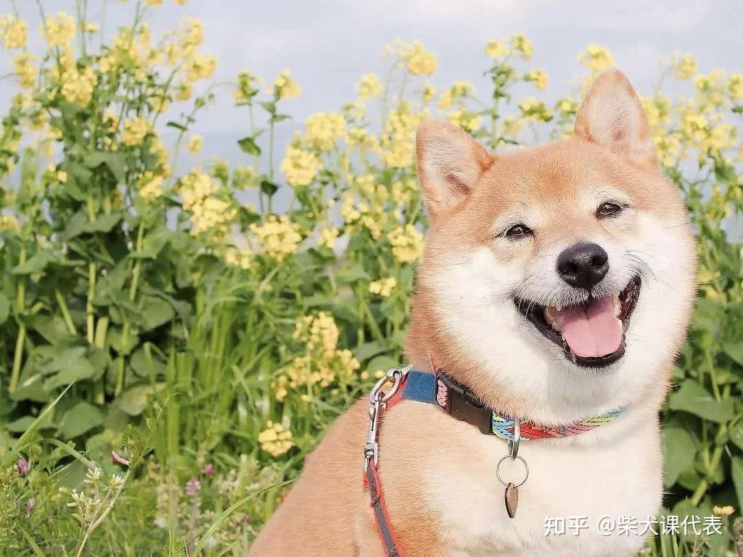 教你把柴犬养成大饼脸让你出门饱受羡慕的目光