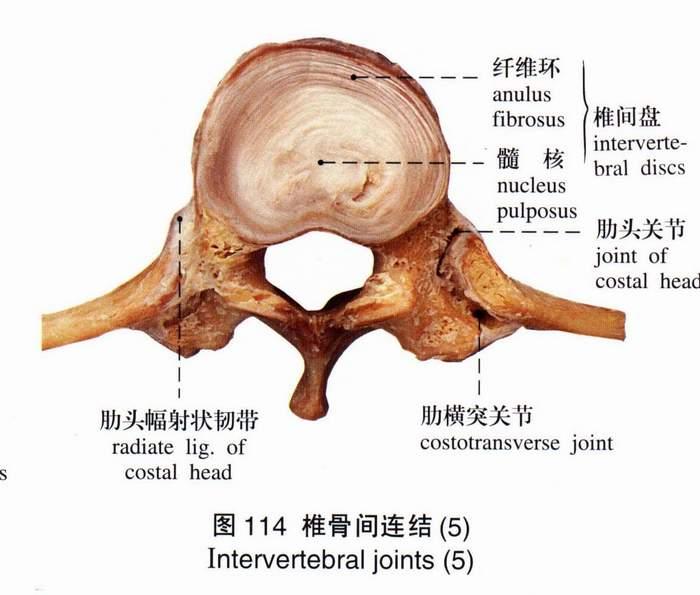 相邻腰椎之间的连接结构有椎间盘,前纵韧带,后纵韧带,黄韧带,棘上韧带