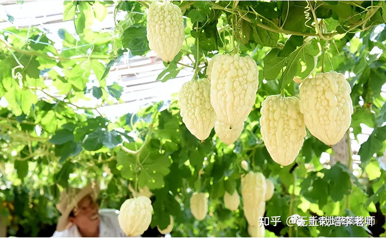 晶莹剔透清甜多汁白翡翠苹果苦瓜f1