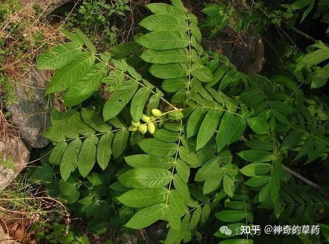 中药材:秦皮 - 知乎