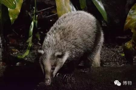 午间冷知识闰土抓的猹就是獾吗