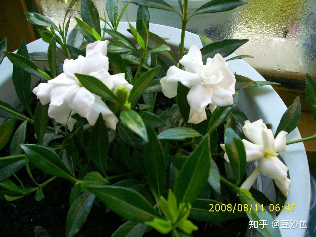 常见开白花植物 - 知乎