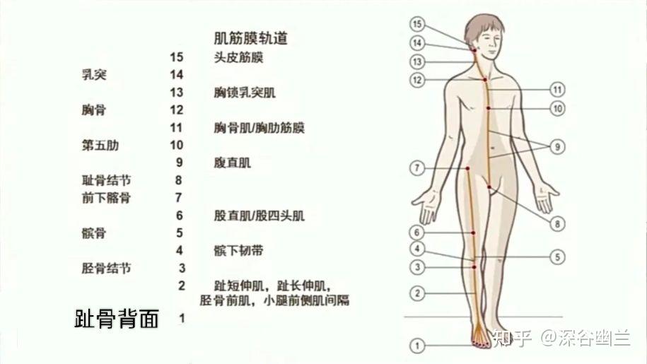 前表链肌肉图片