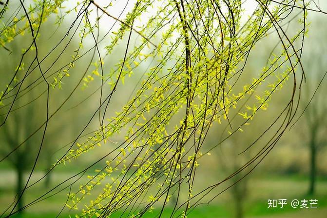 梭梭树和红柳树图片 v2-214f3c8004a6f99b27663734054a49b1_r.jpg