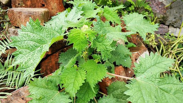 俗称火麻有人拿来擦屁股酸爽无比如今成野菜98元1斤