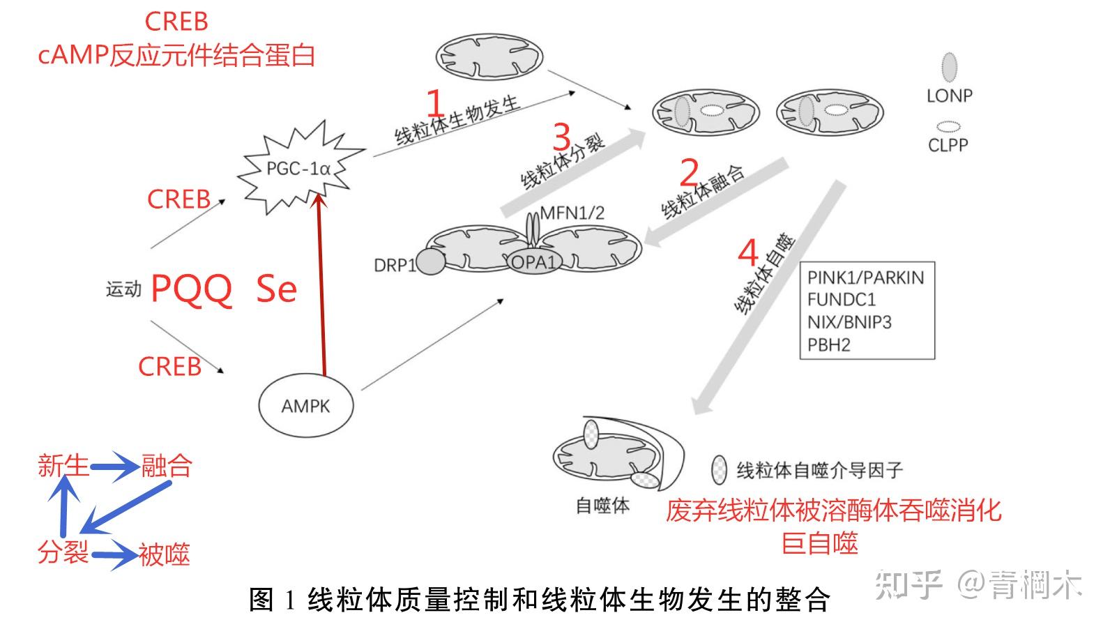 线粒体平均寿命仅28天兼谈pqq