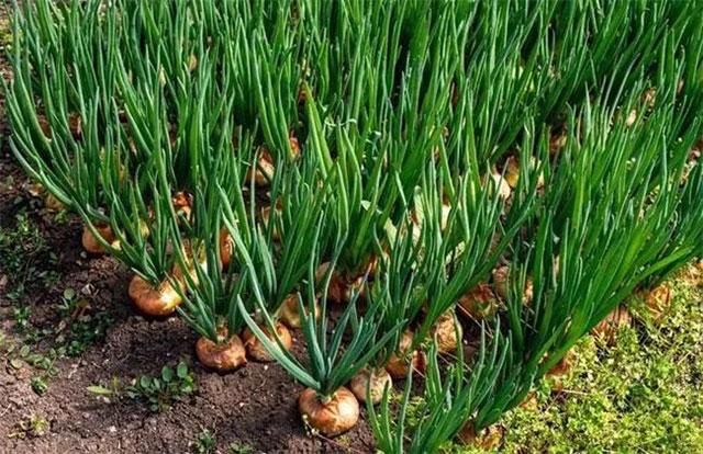 v2-2154863346294e4ac3f40237f552e122_1440w.jpg?source=172ae18b