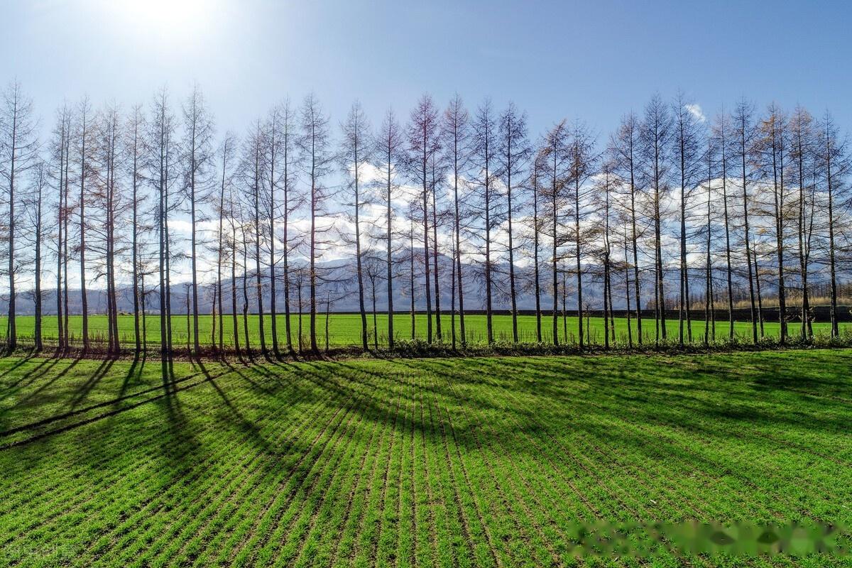 农村哪些地方的林木属于非林地范畴,非林地上林木砍伐要办证吗?
