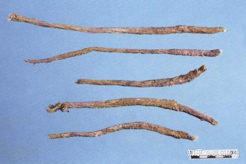 带你识别防风 - 知乎