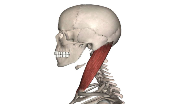 头颈部疼痛之胸锁乳突肌触发点疗法